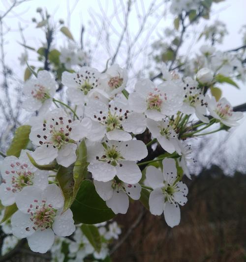 梨花与十二生肖的象征意义（探索梨花在十二生肖中的神秘）