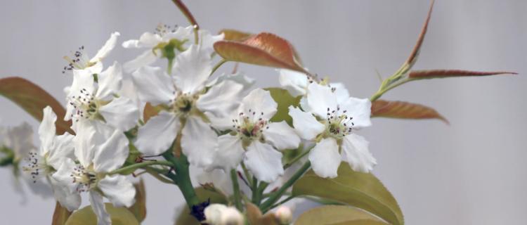 梨花花语（探寻梨花的花语和代表意义，感受大自然的美好与哲思）