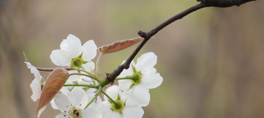 梨花花语（探寻梨花的花语和代表意义，感受大自然的美好与哲思）