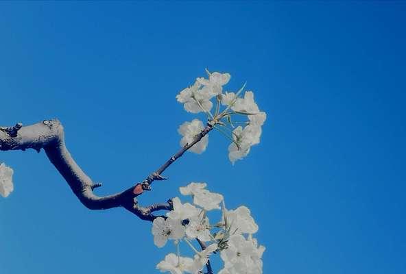 梨花花语（探寻梨花的花语和代表意义，感受大自然的美好与哲思）