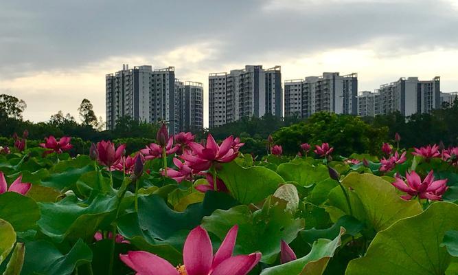 荷花养护（解密荷花养殖中的“水”秘密）