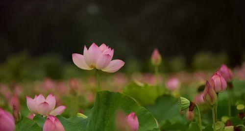 莲花与十二生肖的象征意义（探索莲花与不同生肖之间的神奇联系）