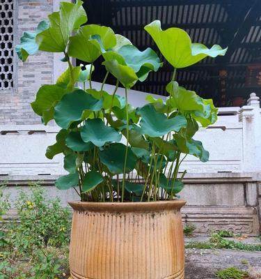 莲藕之风水福祥（揭示莲藕的寓意与象征）