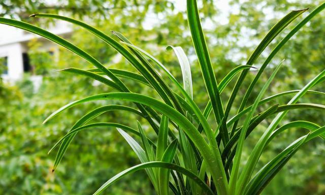 如何种植兰花（掌握关键技巧轻松养花）