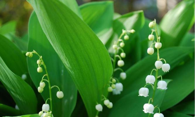 铃兰花语与寓意（探索铃兰花语，揭示其寓意的奥秘）