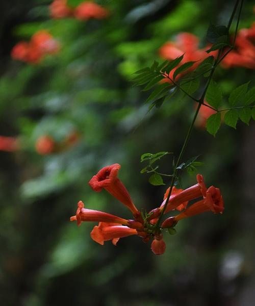 凌霄花的象征意义（探寻凌霄花的美与寓意）