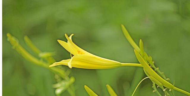 忘忧草与黄花菜的区别（是不是真的“忘忧草就是黄花菜”？——揭开迷雾）