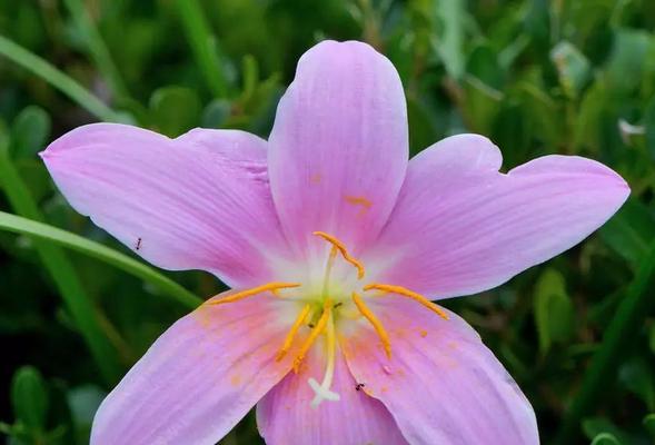 韭菜莲的种植方法（从种子到收获，掌握韭菜莲的种植技巧）