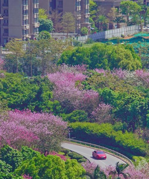 柳州市花洋紫荆的象征与寓意（探索柳州市花洋紫荆的文化内涵及其代表意义）