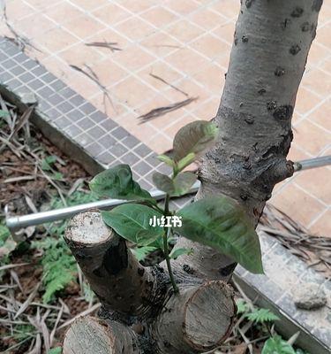 为什么桂花不发芽？（探究桂花不发芽的原因和解决方法）