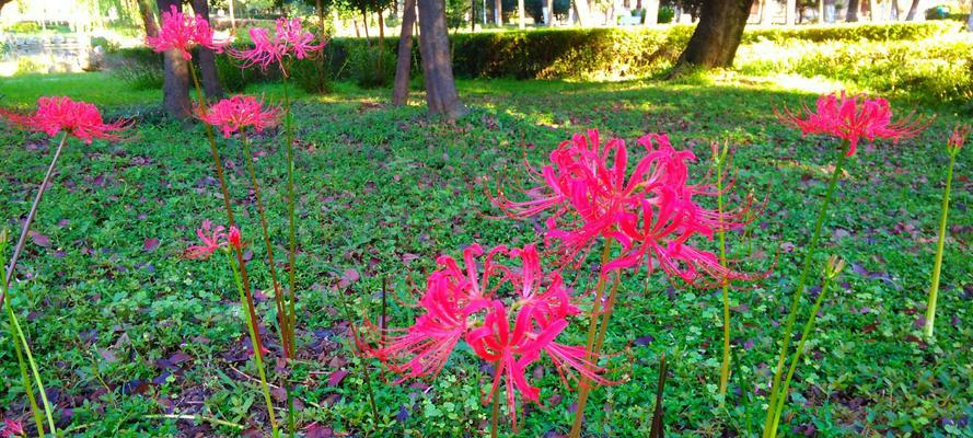 龙爪花（探寻龙爪花的寓意与象征，感悟生命的力量）