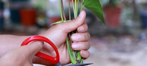 红掌的施肥技巧（打造迷人红掌，这些技巧你不可错过）