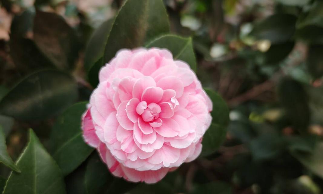 冬季开花的花卉（惊艳寒冬的8朵美丽之选）