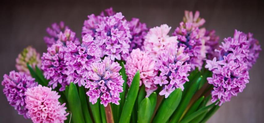 冬季开花的花卉（惊艳寒冬的8朵美丽之选）