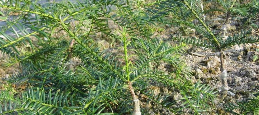 香榧的生长地理分布与适宜环境条件（探究香榧生长的地理分布、适宜生态环境条件及其经济价值）