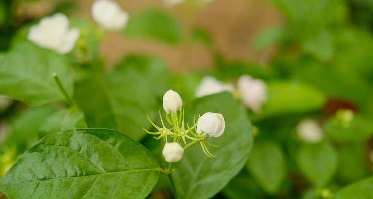 茉莉花开放季节（春季是茉莉花绽放的最佳时节）