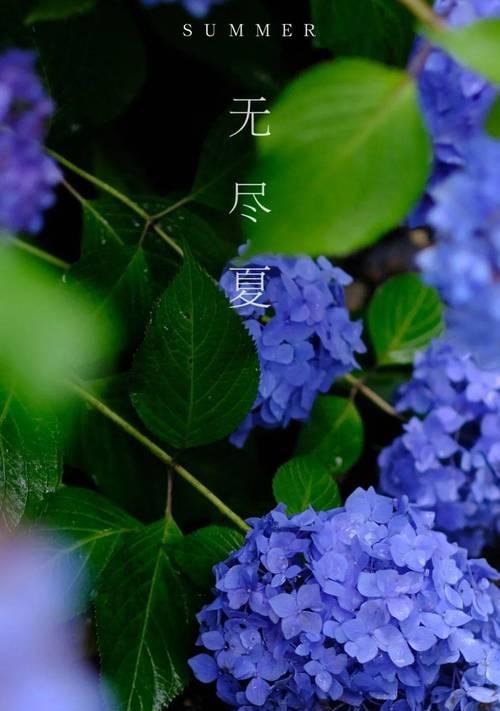 无尽夏花期的奥秘（探究花卉生长周期及开花规律）