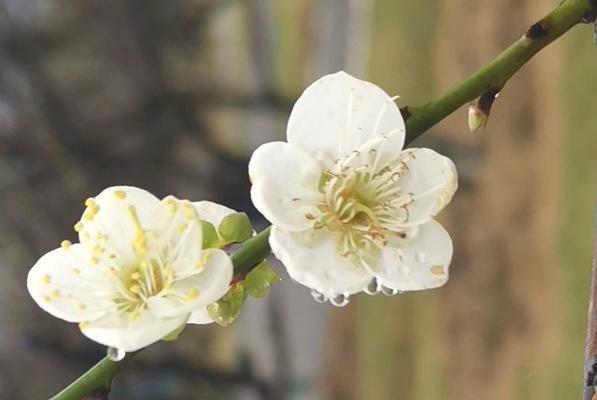 梅花花语——坚韧不拔的美丽（梅花花语的深层含义与传承）