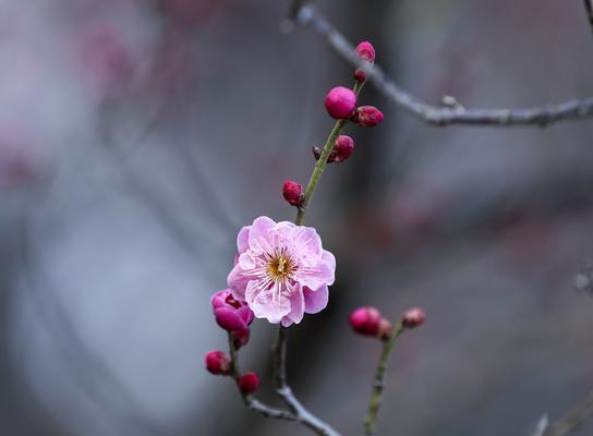 梅花花语——坚韧不拔的美丽（梅花花语的深层含义与传承）