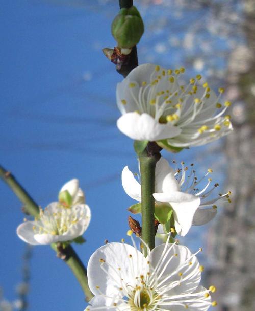 梅花花语——坚韧不拔的美丽（梅花花语的深层含义与传承）