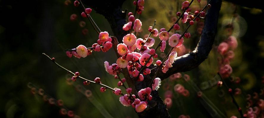 梅花花语（探索梅花的花语及代表意义，领悟内心的力量）