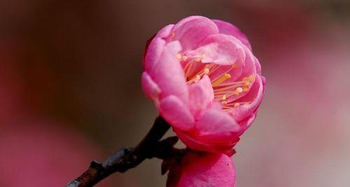 梅花花语（探索梅花的花语及代表意义，领悟内心的力量）