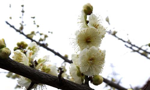 梅花花语（探索梅花的花语及代表意义，领悟内心的力量）