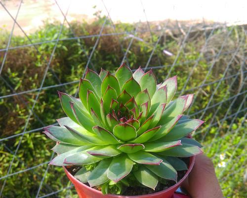 观音莲多肉植物的完美养护（打造你的生态花园，观音莲多肉植物，一键式开启）