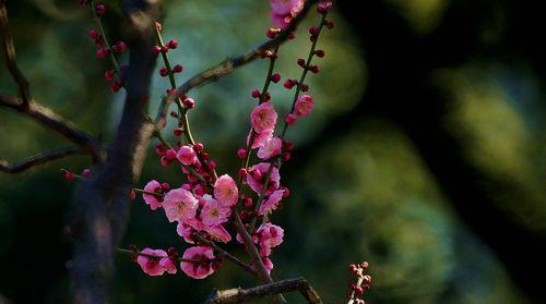 梅花的花语与象征寓意（一朵梅花的意义与美丽）