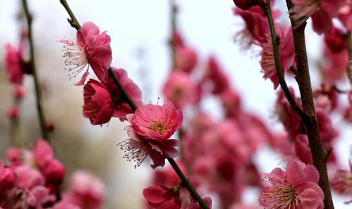 梅花的花语与象征寓意（一朵梅花的意义与美丽）