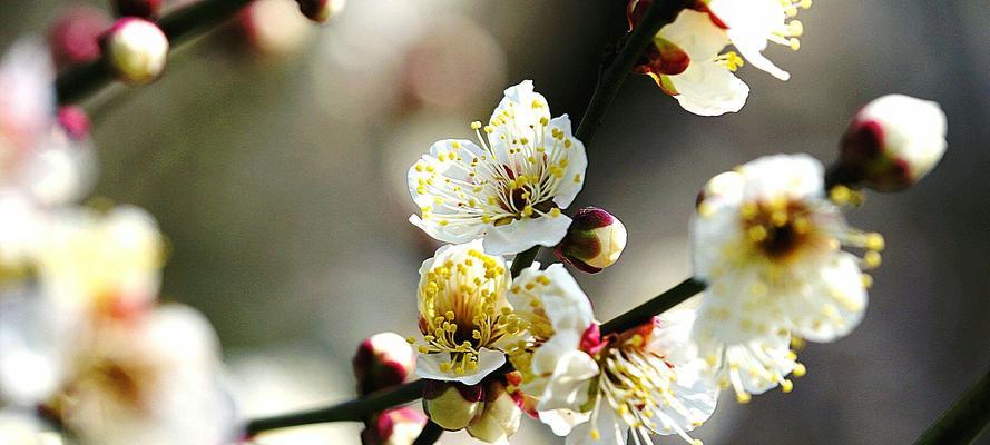 梅花花语与代表意义（探寻梅花花语的美丽含义）