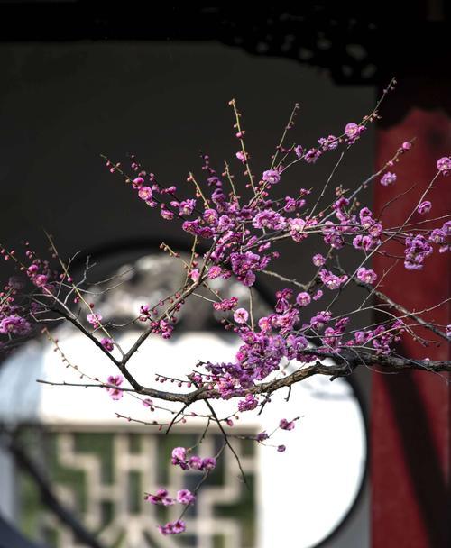 梅花花语与代表意义（探寻梅花花语的美丽含义）