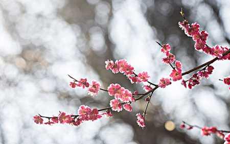 梅花之美（一朵傲雪寒梅，传递着诗意与坚韧的力量）