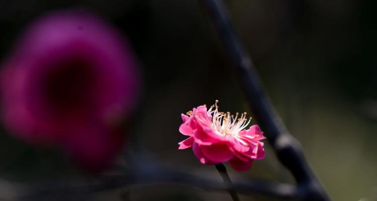 《梅花之色彩与寓意》（探究梅花的多样色彩及其隐含的象征意义）