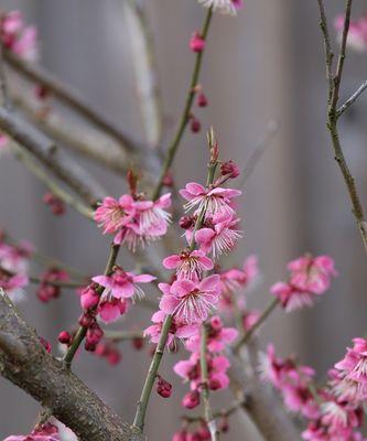 《梅花之色彩与寓意》（探究梅花的多样色彩及其隐含的象征意义）