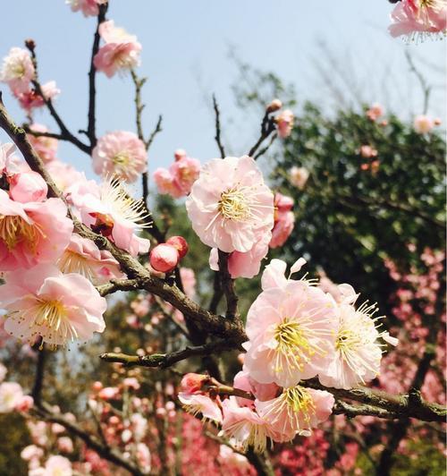 梅州市花梅花的象征寓意及其文化意义（探寻梅州市花梅花的内涵与价值）