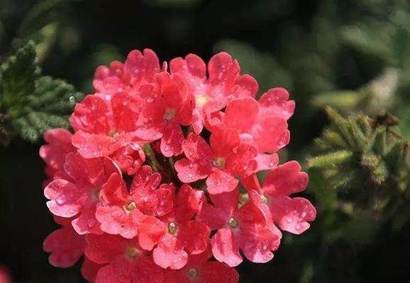 美女樱花的花语和寓意（探寻美女樱开花所传递的情感与愿望）