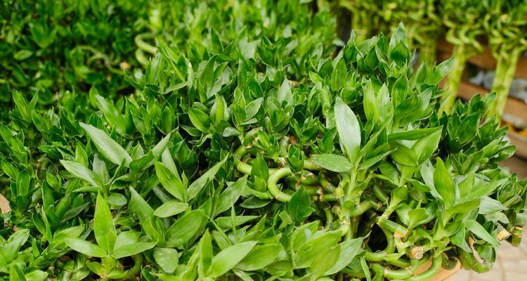 怎样处理节节高叶子发黄的情况？（从生长环境到养护方法，详解叶子发黄的原因及解决方案）