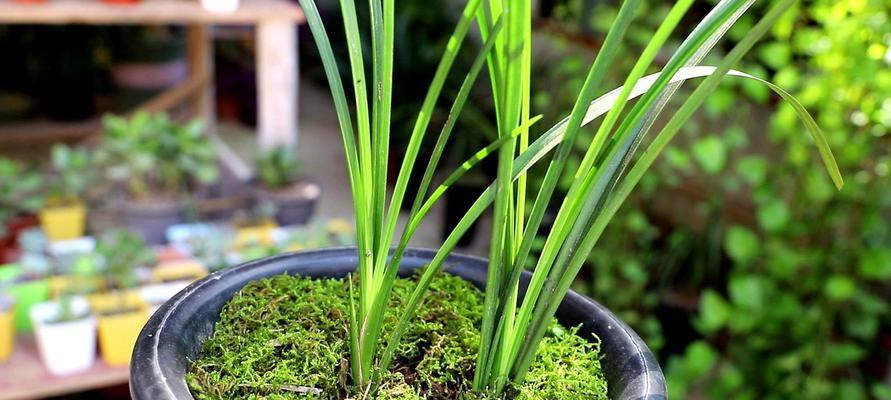 兰花烂心的预防和治疗方法（兰花烂心症状、影响、预防、治疗）