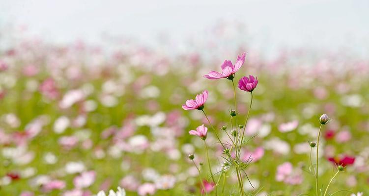 格桑花的花期（探究格桑花的开放时间及其影响因素）