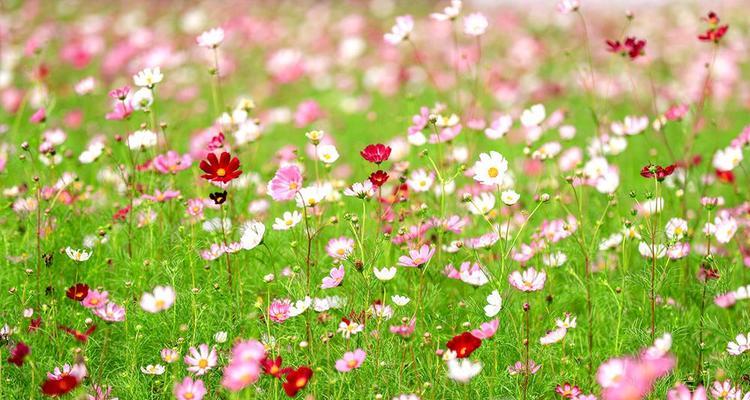 格桑花的花期（探究格桑花的开放时间及其影响因素）