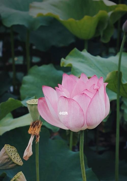 菩提开花（以菩提开花是什么样子开花什么意思）