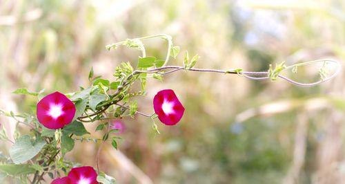 牵牛花——一朵寓意深远的花卉（传达爱情、忠诚和勇气的牵牛花）