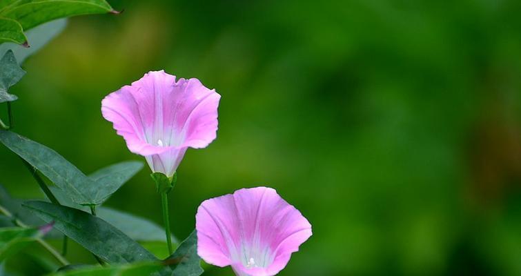 牵牛花——一朵寓意深远的花卉（传达爱情、忠诚和勇气的牵牛花）