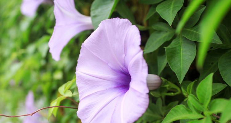 牵牛花的花语与象征意义——美丽与坚韧的结合（一朵朴素的花，却承载着美好的寓意）