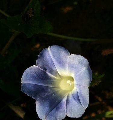 牵牛花的花语与象征意义——美丽与坚韧的结合（一朵朴素的花，却承载着美好的寓意）