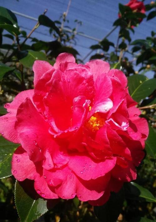 日本山茶花花语与其代表意义（追寻花海中的情感语言，解读山茶花的隐含意义）