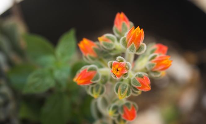 沙枣花的花语与寓意（沙枣花的美丽与神奇）