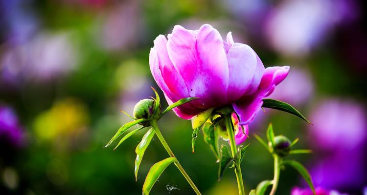 芍药花的花语与代表意义（探寻芍药花的美丽与深意）