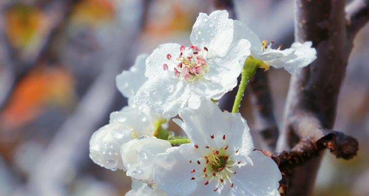 赏梨花，浪漫春日之约